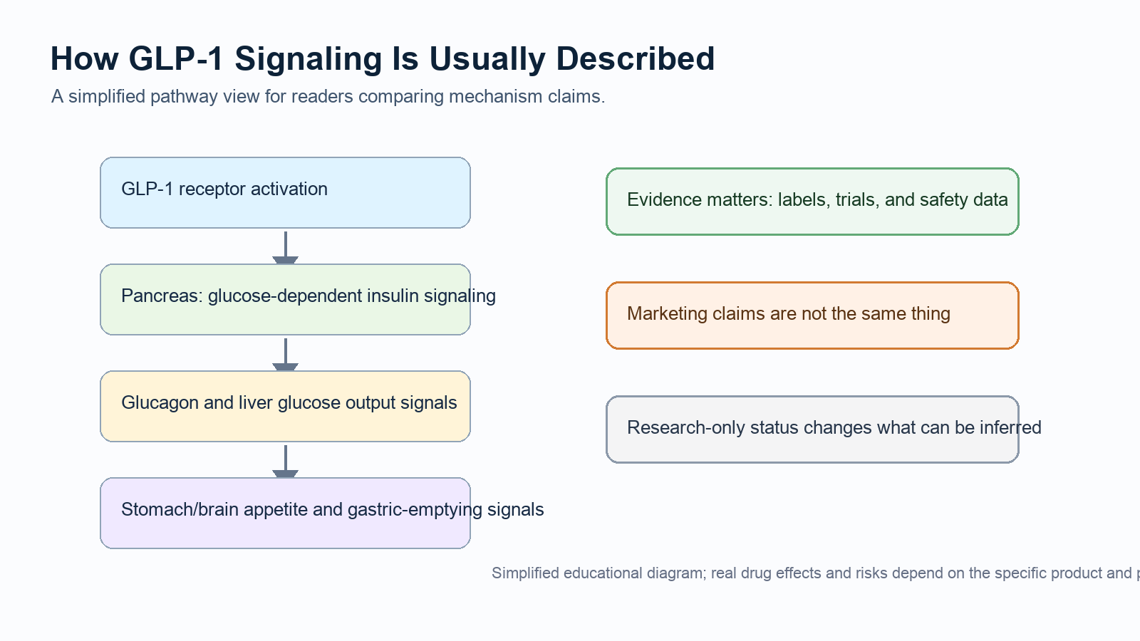 Simplified GLP-1 mechanism and evidence pathway