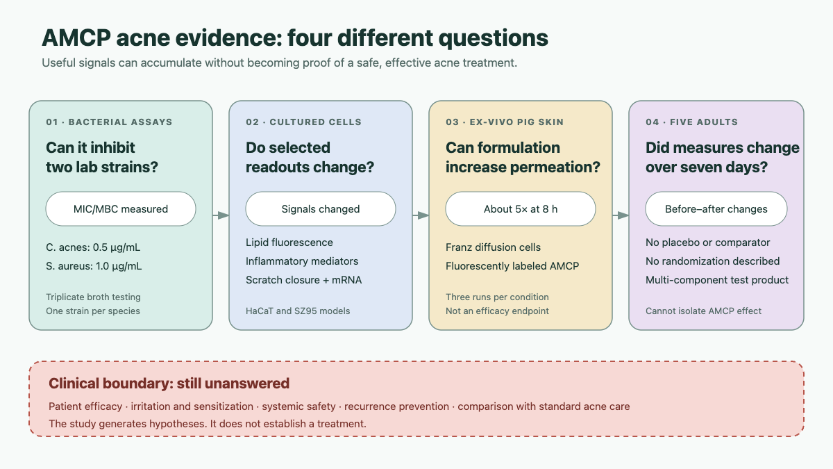 Four evidence layers in the AMCP acne study—bacterial assays, cultured cells, ex-vivo pig skin, and a five-person uncontrolled product test—ending before proven clinical efficacy