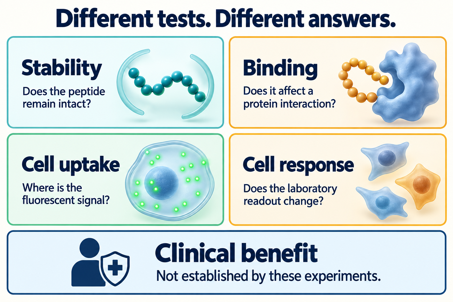 Separate cards for stability, binding, cell uptake and cell response, with clinical benefit marked as not established.