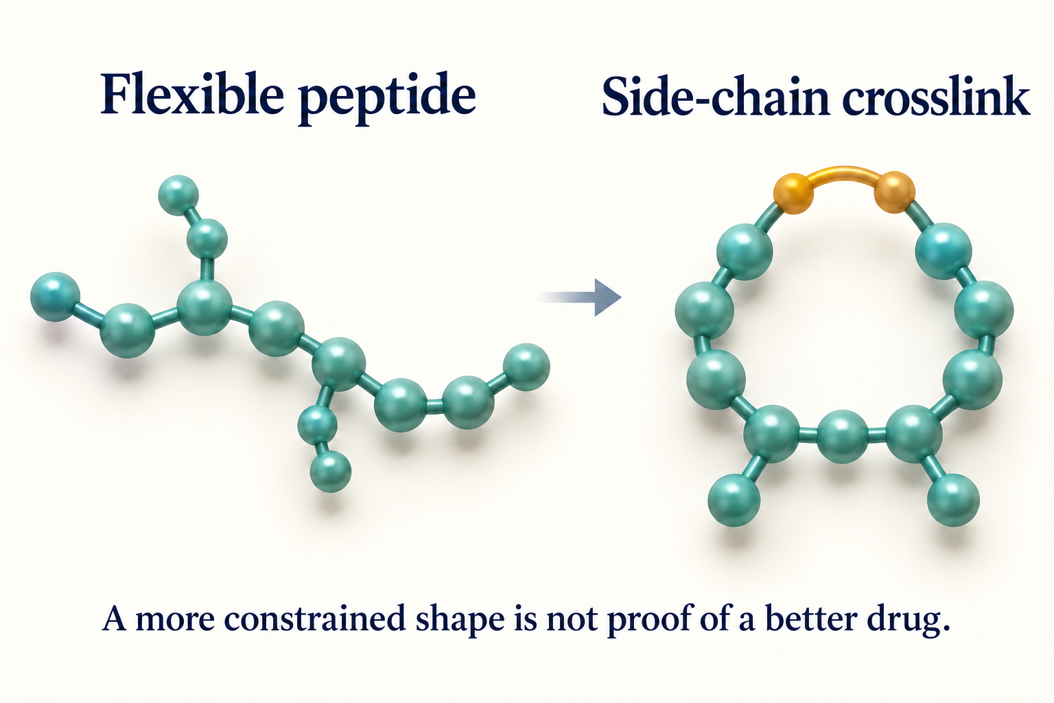 Conceptual open peptide chain and side-chain-crosslinked loop with both chain ends remaining free.