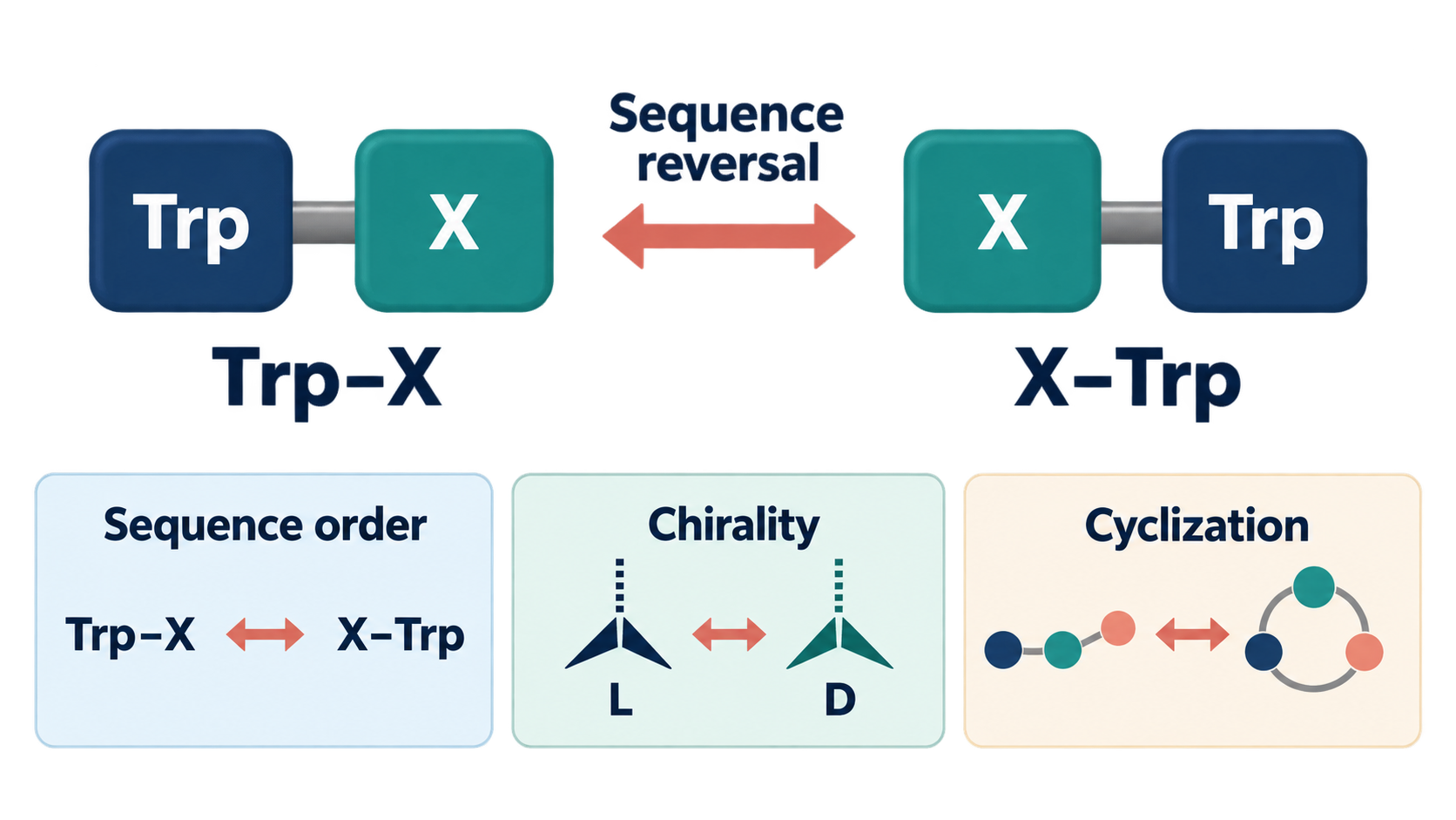 Conceptual comparison of Trp-X and X-Trp sequence order, separated from chirality and cyclization