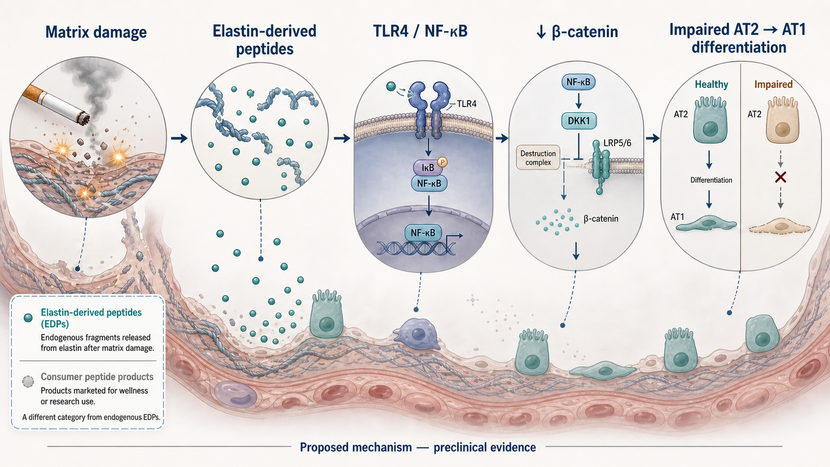 Scientific illustration of cigarette-smoke-related matrix damage producing elastin-derived peptides and a proposed TLR4, NF-kappaB, beta-catenin pathway that impairs AT2-to-AT1 differentiation
