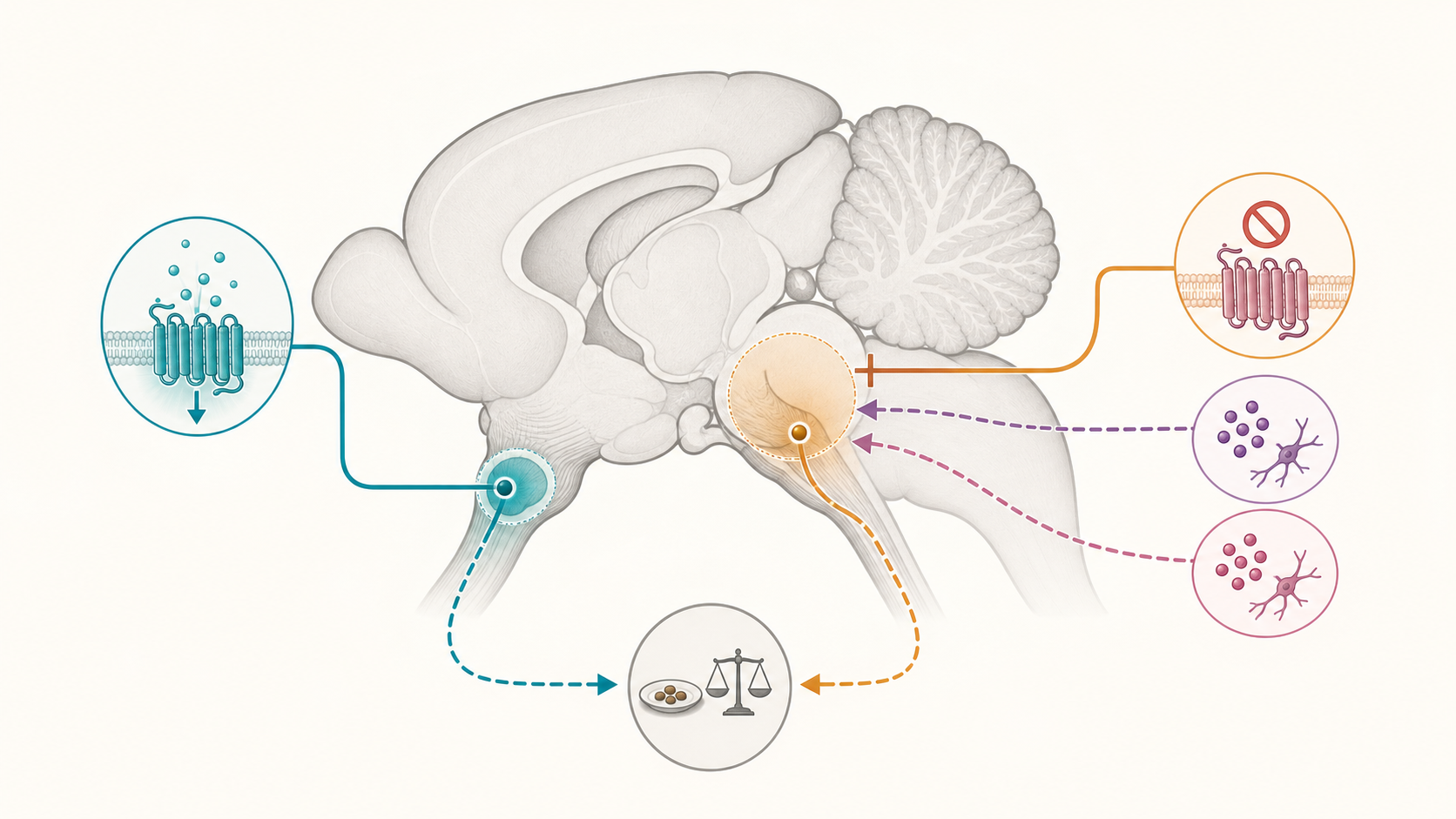 Conceptual illustration of separate GIPR agonist and antagonist routes through the mouse brain