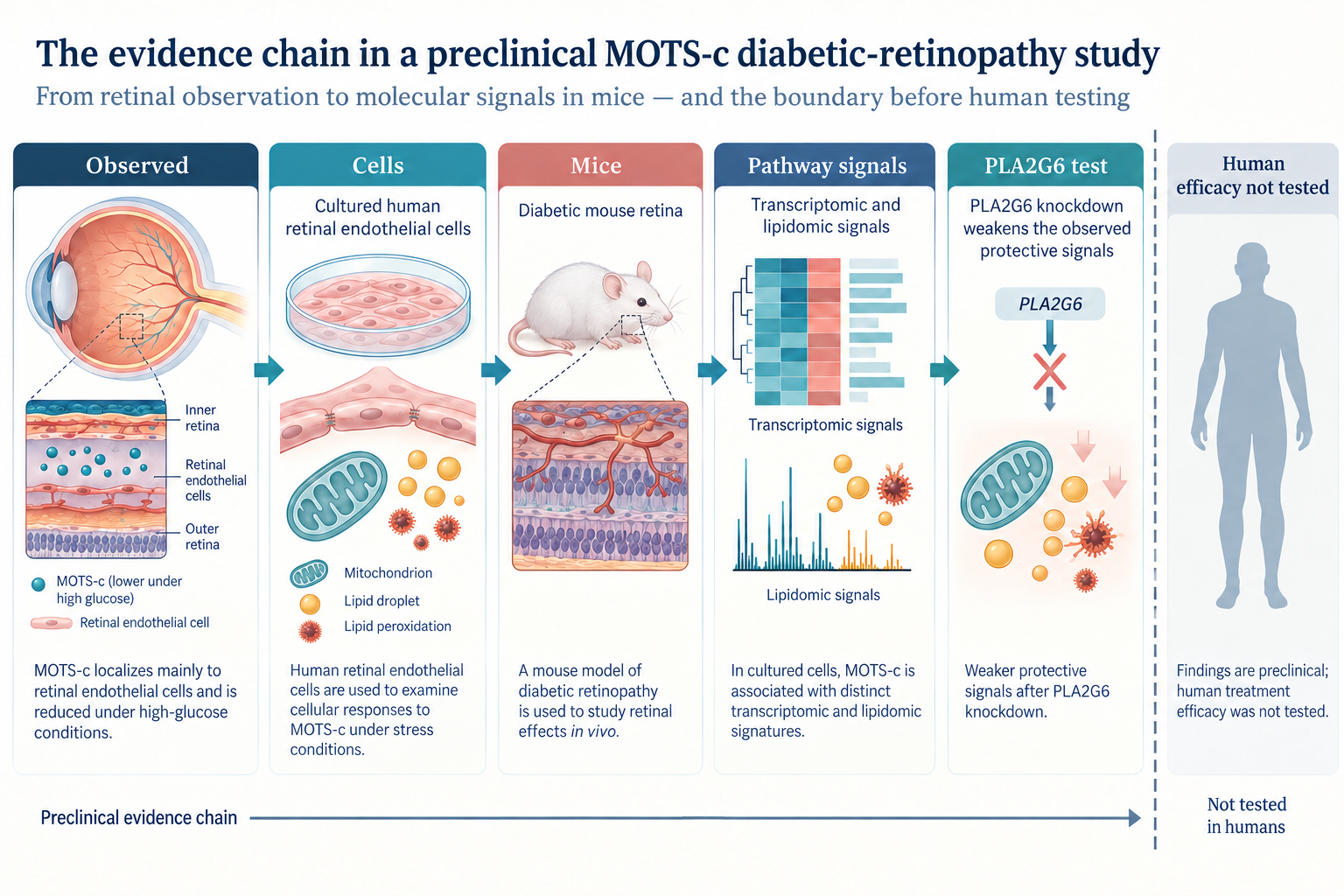 Evidence chain from retinal observations through cell, mouse, omics, and PLA2G6 experiments, ending before human efficacy testing