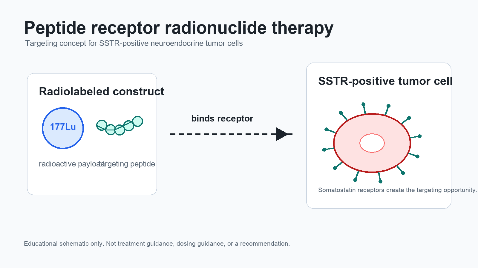 Diagram showing how peptide receptor radionuclide therapy uses a targeting peptide to carry radiation toward somatostatin receptor-positive tumor cells.