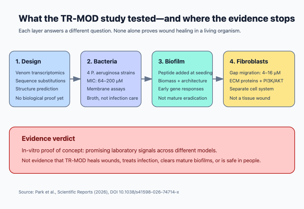 Evidence path in the TR-MOD study from computational design through bacterial and fibroblast assays, stopping before animal or human wound healing evidence