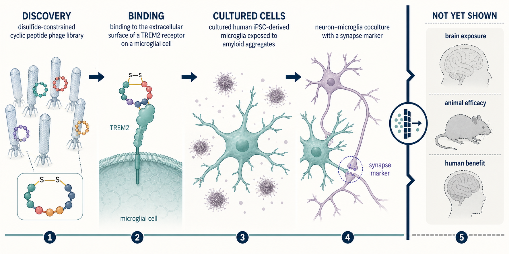 Evidence ladder from cyclic-peptide discovery and TREM2 binding to cultured-cell experiments, with brain exposure, animal efficacy, and human benefit marked as not yet shown