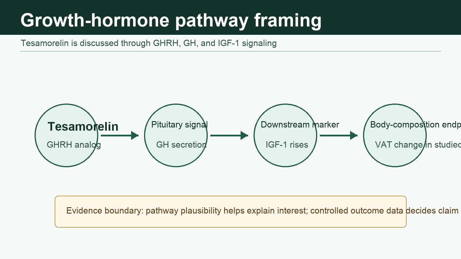 Educational diagram showing tesamorelin discussed through the GHRH, GH, and IGF-1 axis